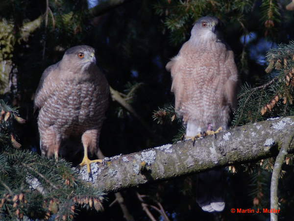 Cooper’s Hawks in our Parks: Results from the 2017 Survey