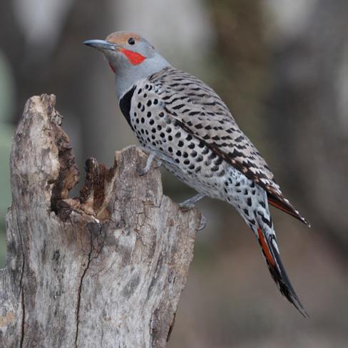 Flickers, wetlands, and trees: Our new restoration sites benefit entire urban havens