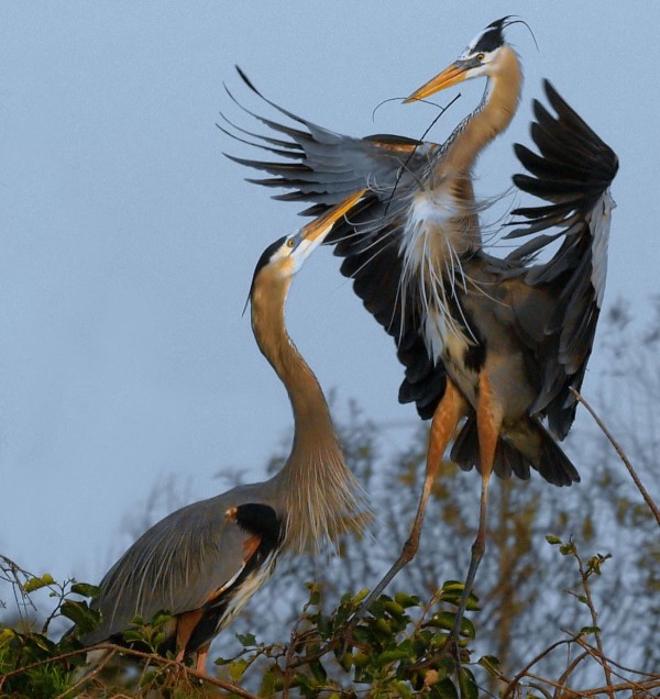 The Herons of Commodore Park