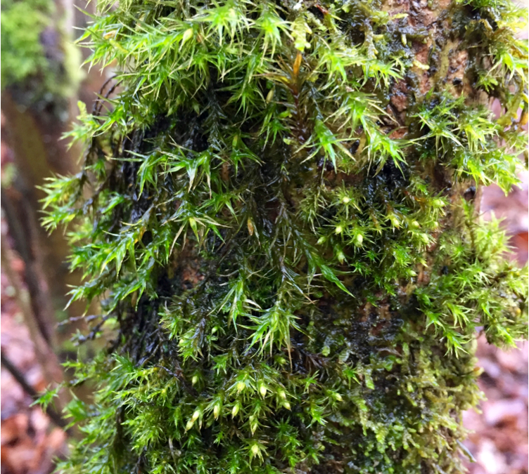 Metals in our Moss? Ecological study gives insights into urban pollution