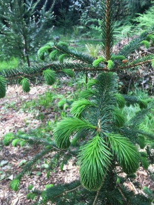 Successful Seedlings in Seattle Parks