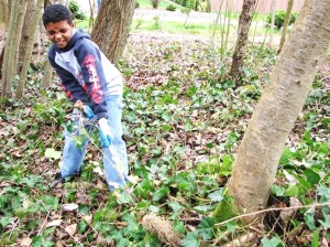 Youth pulling ivy