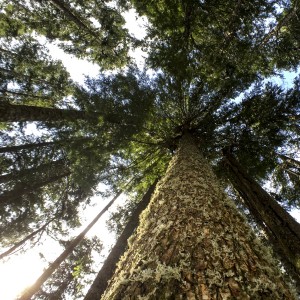 Giant tree looking up by Carrie Hawthorne (2)