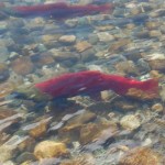 salmon cedar river