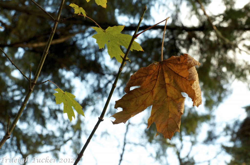 Big Leaf Maple fall leaf