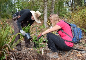 0015_sandpointreforestation