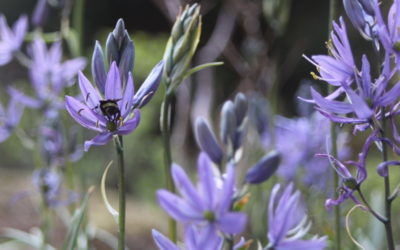 Native Plant Appreciation Week