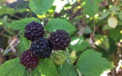 Get to Know Your Native Berries!