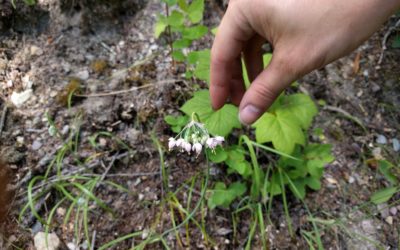 Let’s Practice Plant Identification