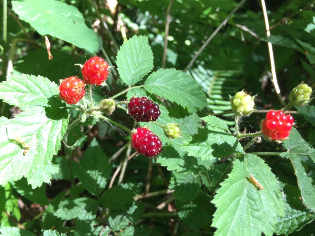 Trailing Blackberry - Green Seattle Partnership