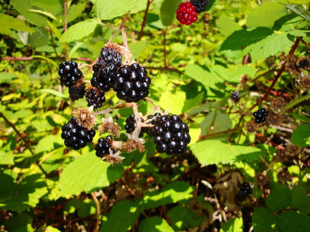 Himalayan Blackberry2 Green Seattle Partnership