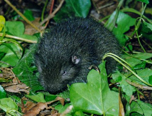 Minimizing Mountain Beaver Damage