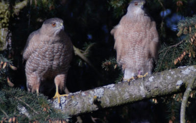 Cooper’s Hawks in our Parks: Results from the 2017 Survey