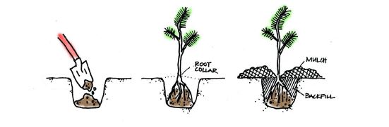 Planting Diagram taken from the Green Seattle Partnership Field Guide