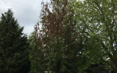 Western redcedar die-off in Seattle Parks