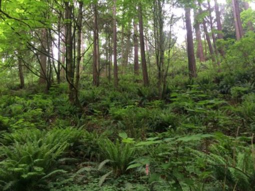 From Twigs to Trees: Baby Plants Grow into Forests - Green Seattle