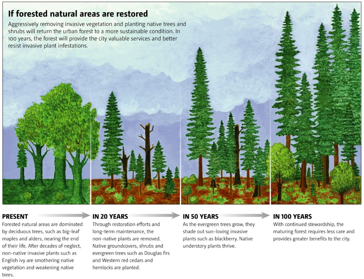 Restored_forest_pic - Green Seattle Partnership