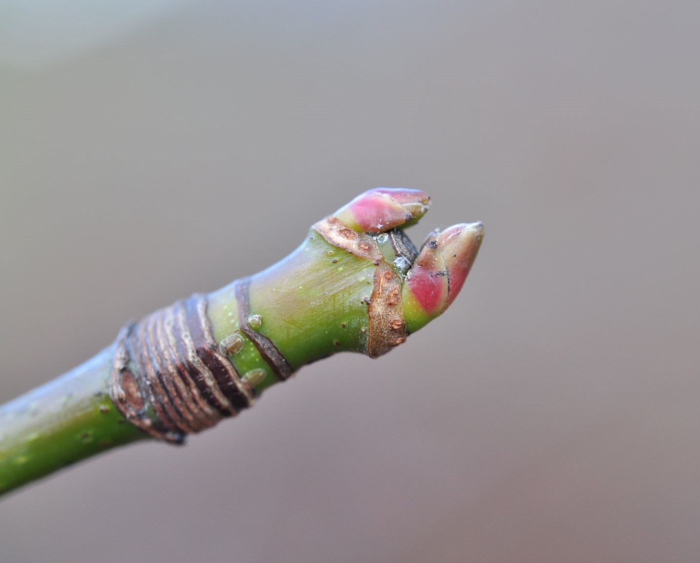 Winter Twig ID - Green Seattle Partnership