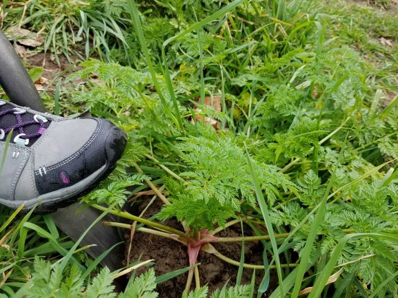 Poison Hemlock Gets a Noxious Weeds Promotion