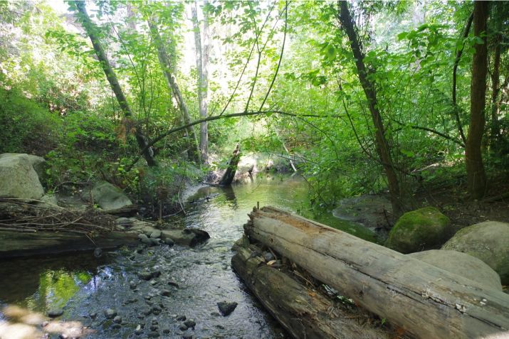 Habitat Highlight: Longfellow Creek