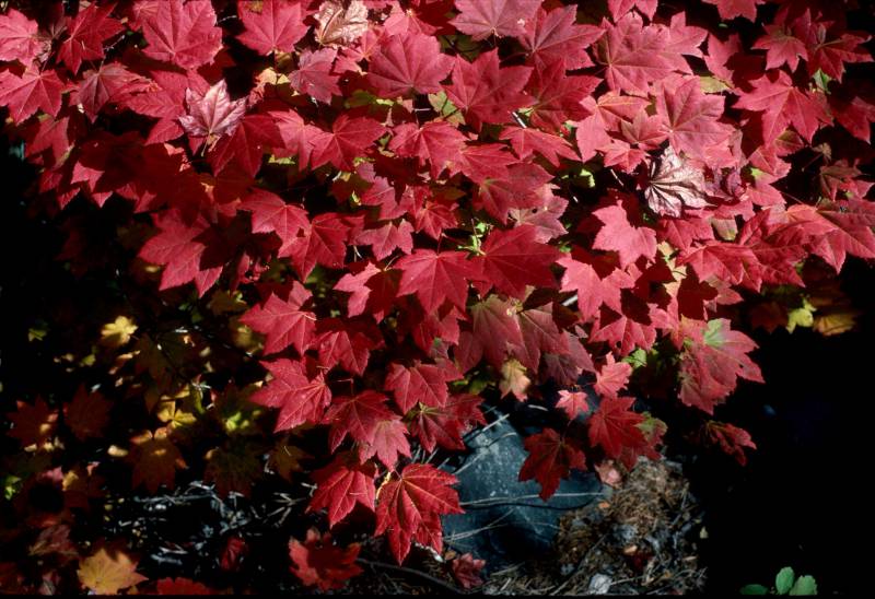 vine maple leaf