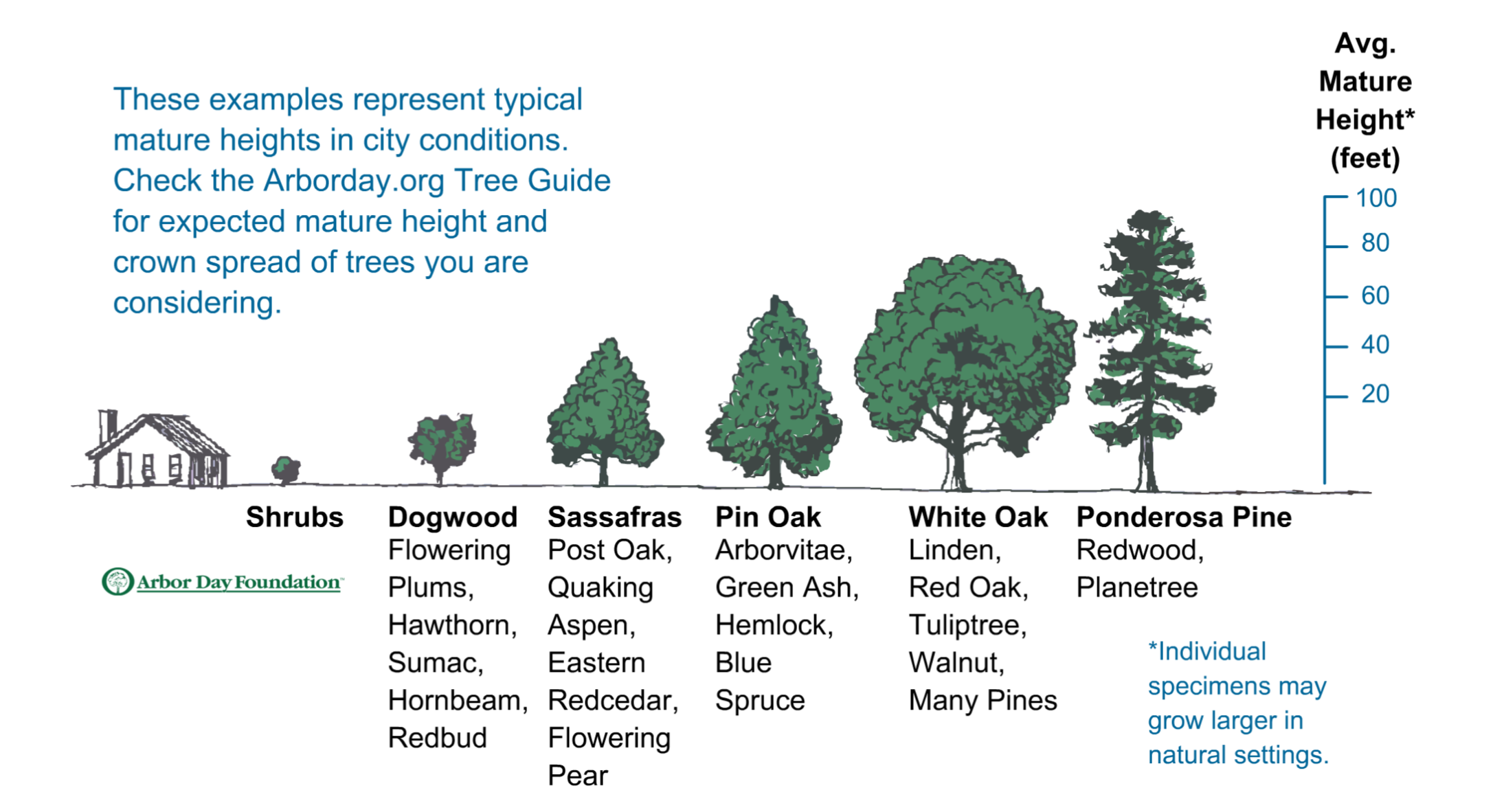 xstand naximum tree diameter