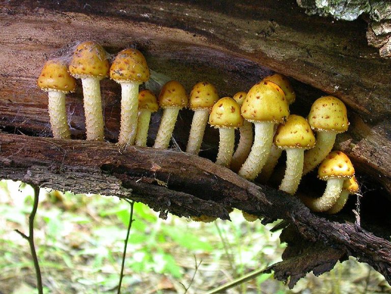 decomposers-green-seattle-partnership