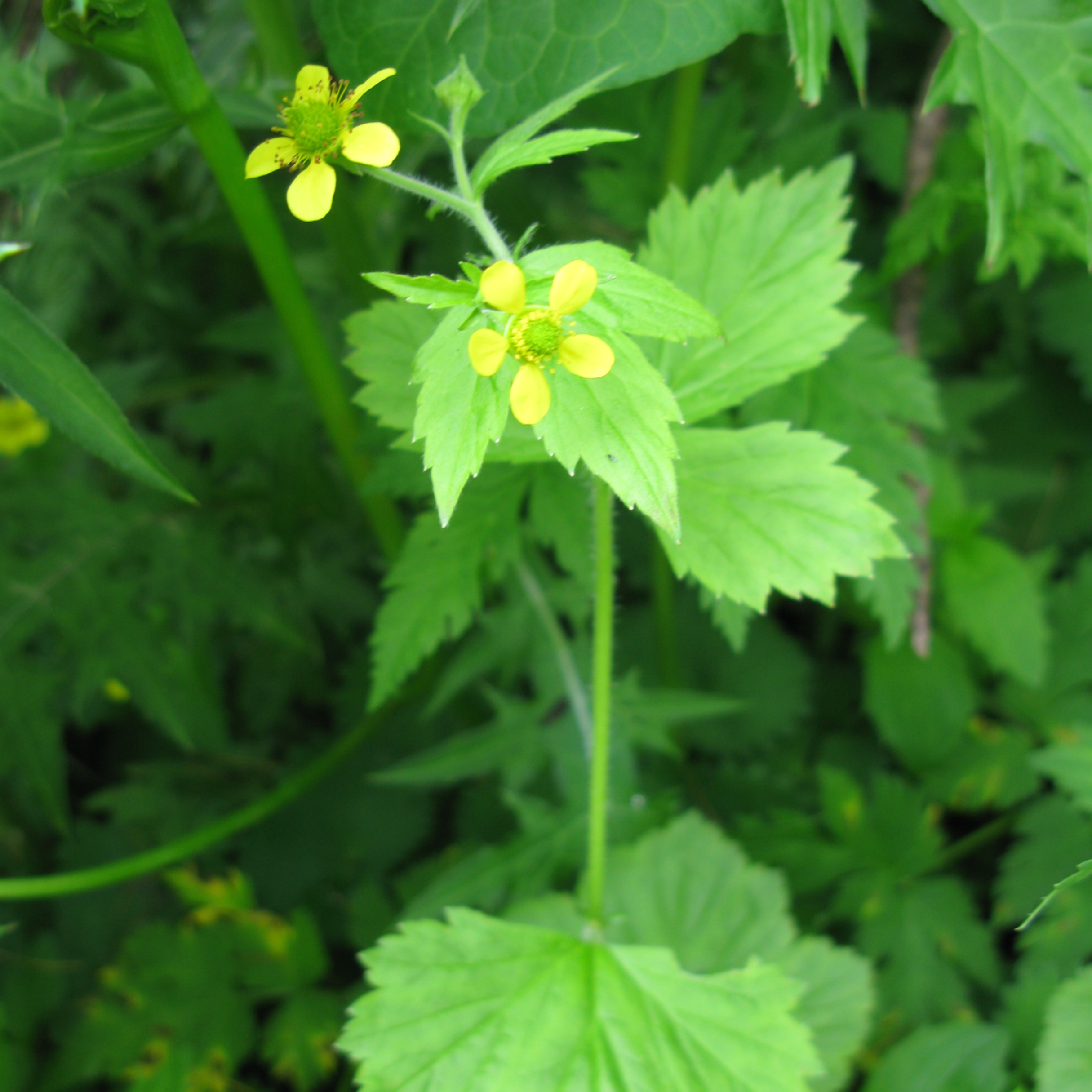 Гравилат крупнолистный. Geum macrophyllum. Гравилат. Геум Lisanne.