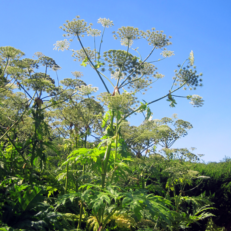 Giant Hogweed - Green Seattle Partnership