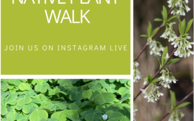 Live Plant Walks!