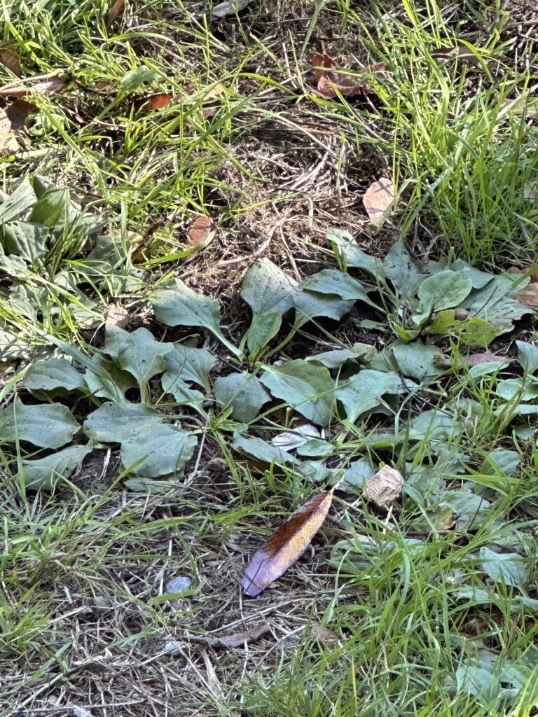 A patch of leafy, green wild plantain within the grass. 