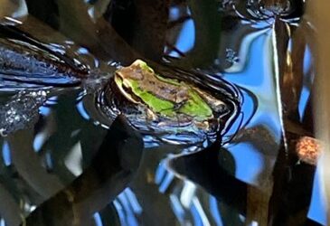 JUMP for Joy! Don’t FROGET About Amphibians at Green Seattle Partnership Sites