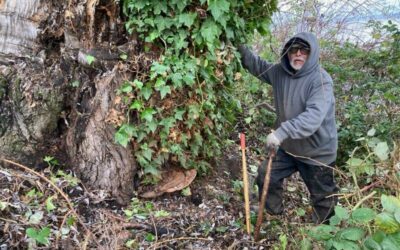 Closing in on 50,000 Survival Rings: How it Helps Our Forests Thrive! 