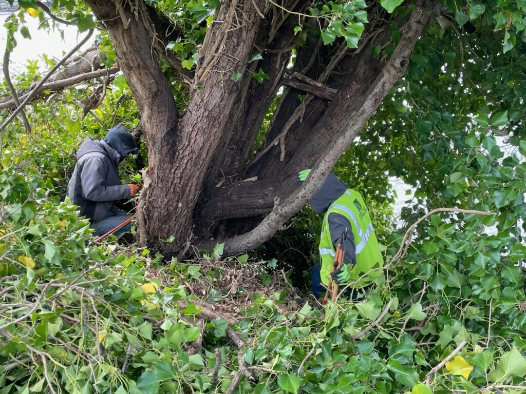 Two crew members have just finished cutting thick ivy from a tree, creating a survival ring. They are surrounded by ivy that was pulled down from chest height to the base of the tree. 