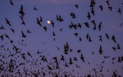 Happy Autumn! Dive into Bat Ecology in the Pacific Northwest 