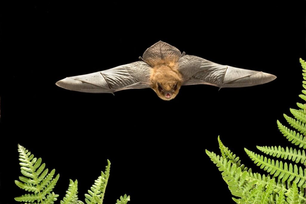 California myotis bat caught flying towards ferns, wings spread and looking at camera.