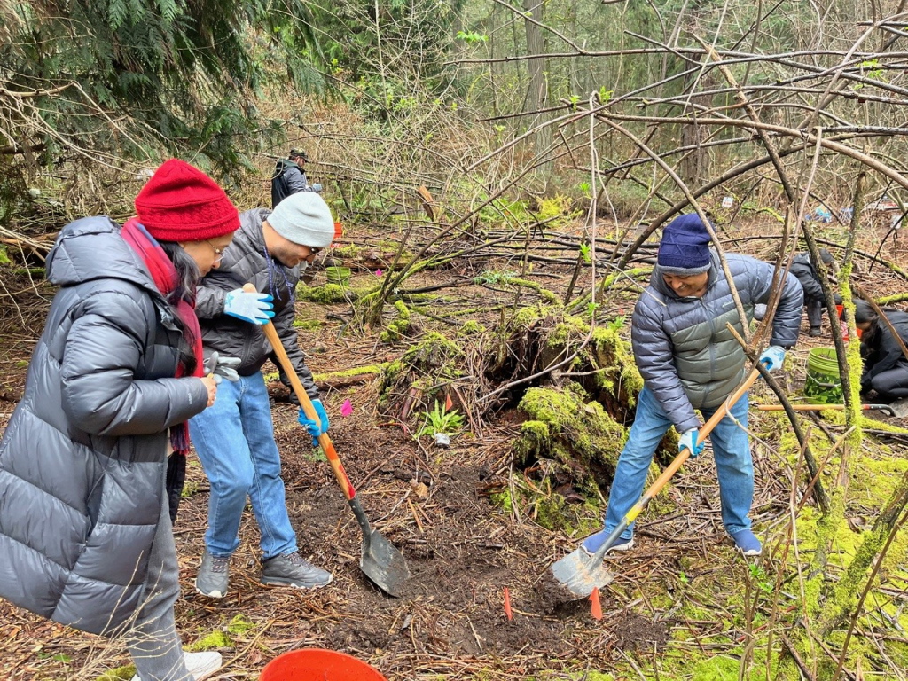 Two volunteers using shovels to tend to the forest. 