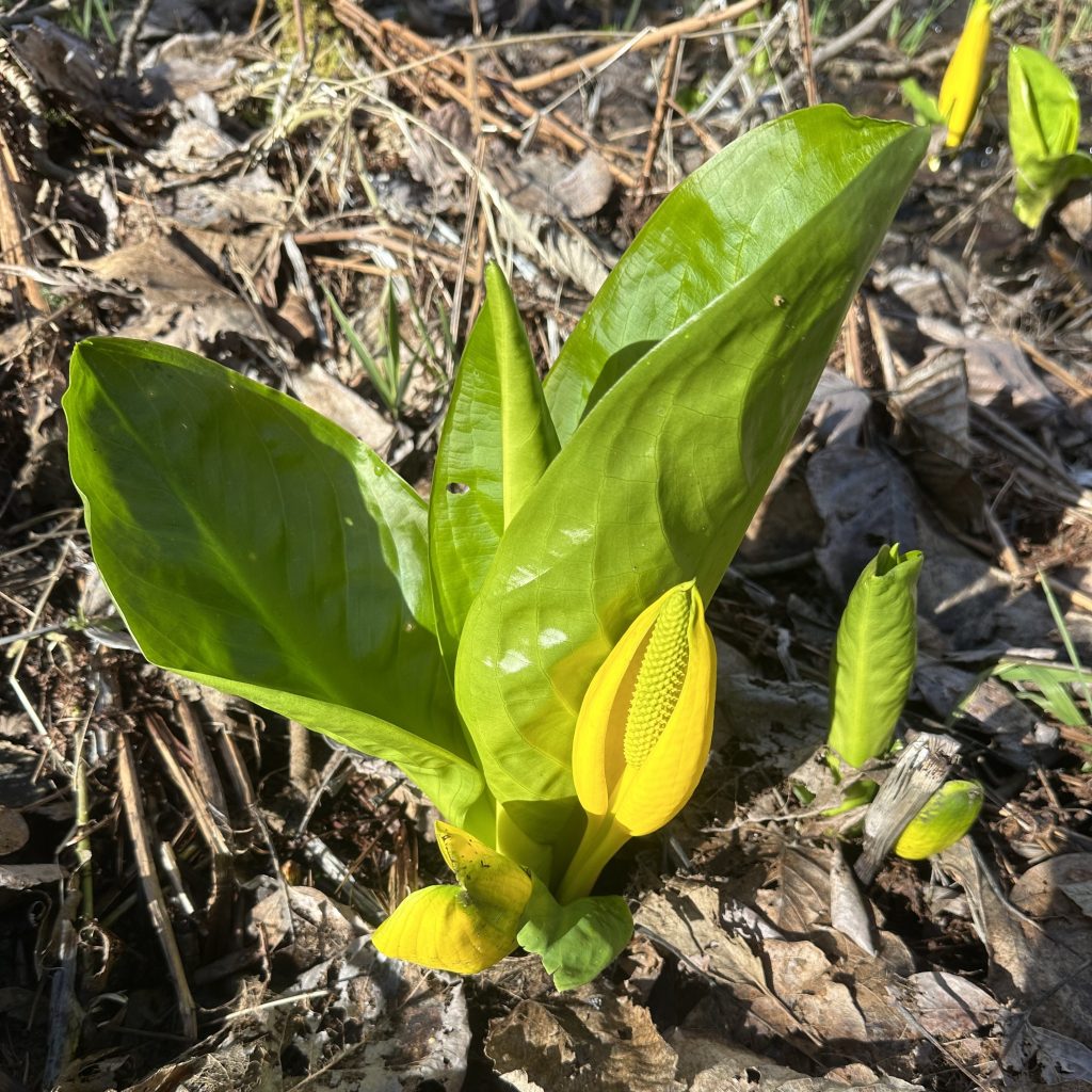 Close up picture of a small Skunk Cabbage, with light green, shiny leaves and a distinctive yellow flower shaped like a hood.